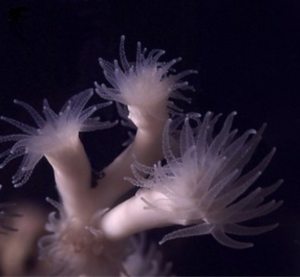 Koralle mit feinen Ärmchen