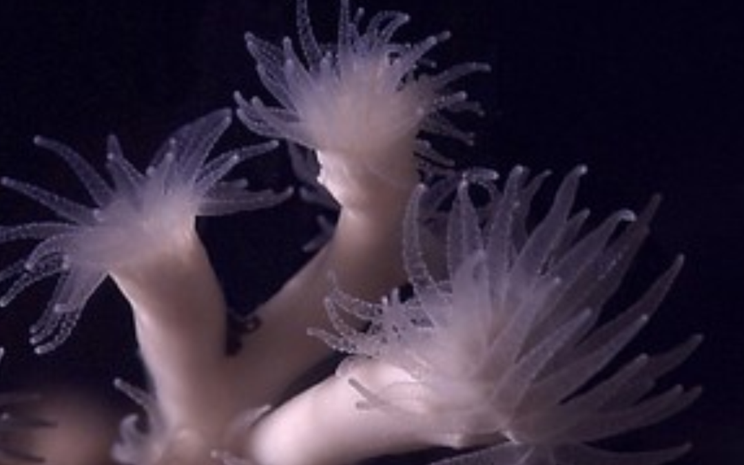 Lophelia_pertusa_21102021