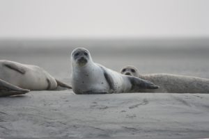 Robben mit Kälbern liegen am Strand