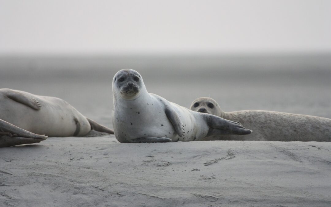 robben_kälber_12102021