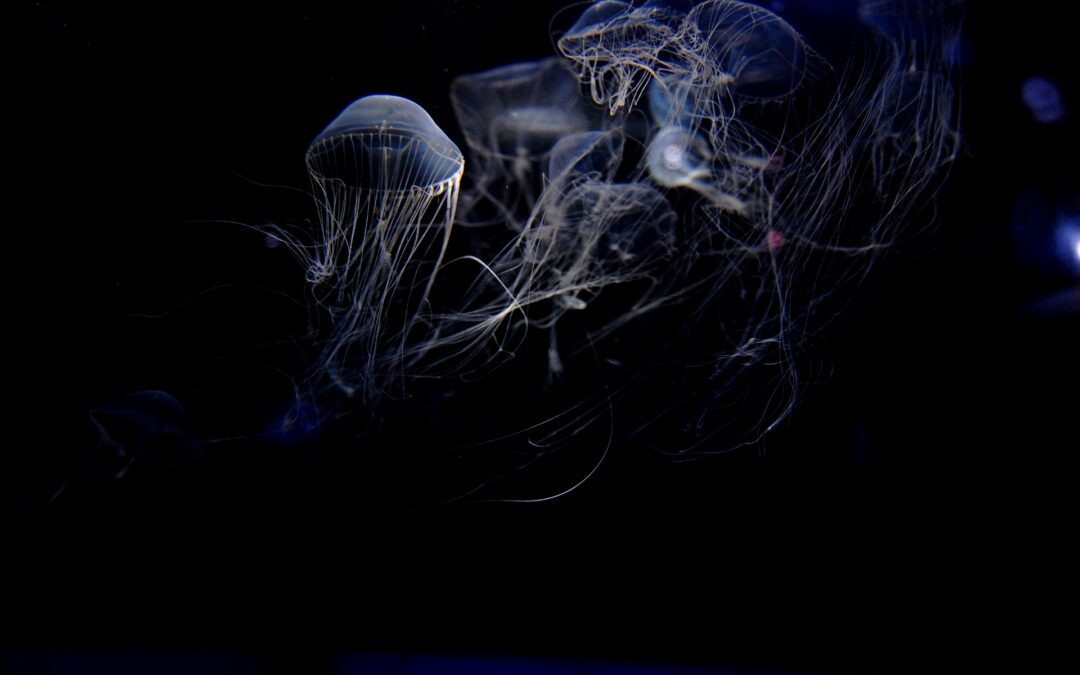 tiefsee_rätselhafte_unterwasserwelt