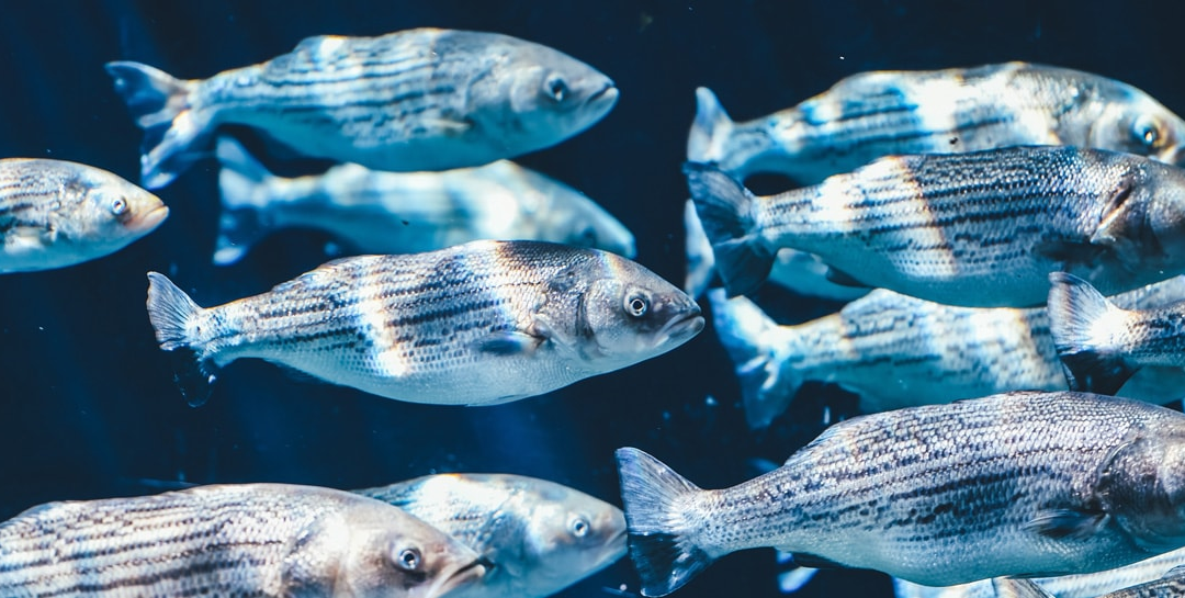 _c__pixabay.com__csm_fische_schwarm_kp_1200_cfaa6bf1ba_8611f6956d