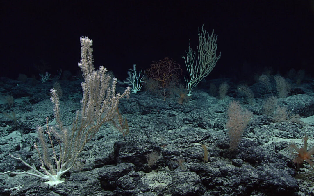 Nein_zum_raubbau_an_der_tiefsee