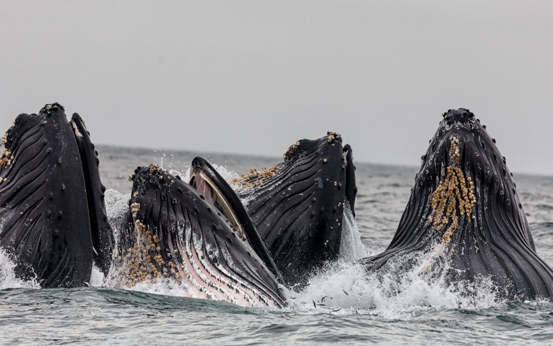 Die_liedermacher_der_meere