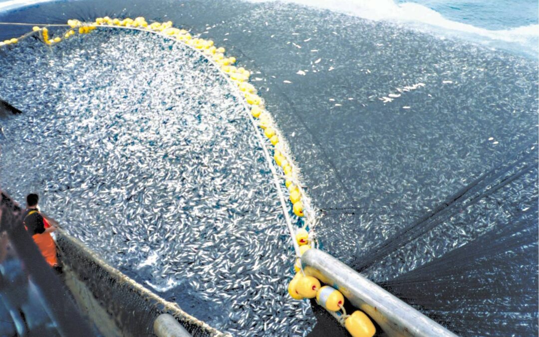 Fangquoten_Ostsee_Dorsch_besser_als_gedacht