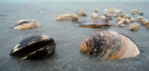 Abgebildet sind Islandmuscheln, die am Strand in der Brandung auf sandigem Untergrund liegen. Im Im Hintergrund sind Überreste angespültem Seetangs zu erkennen.