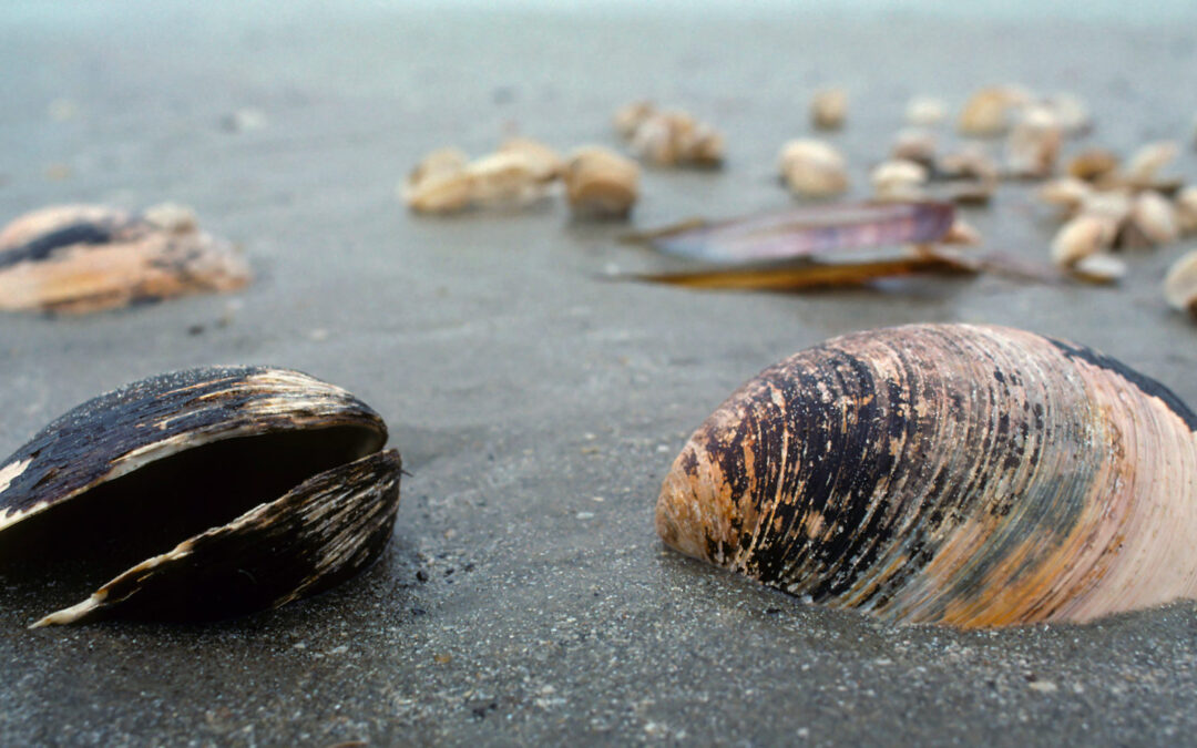 hering_stock_quahog_shells