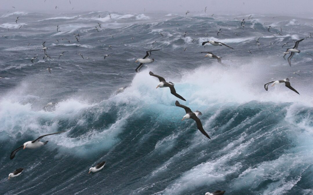 Illegale_fischerei_albatrosse_als_spione