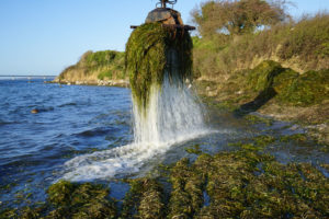 Seegras wird mit einem Bagger aus dem Meer geholt