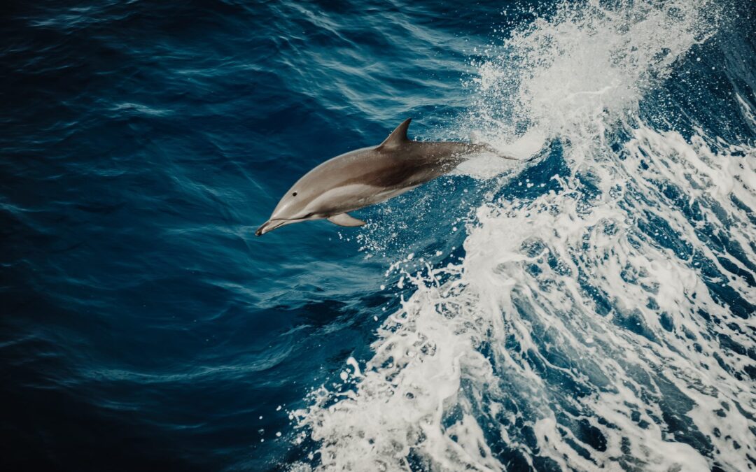Delfin_FlavioGasperini_unsplash