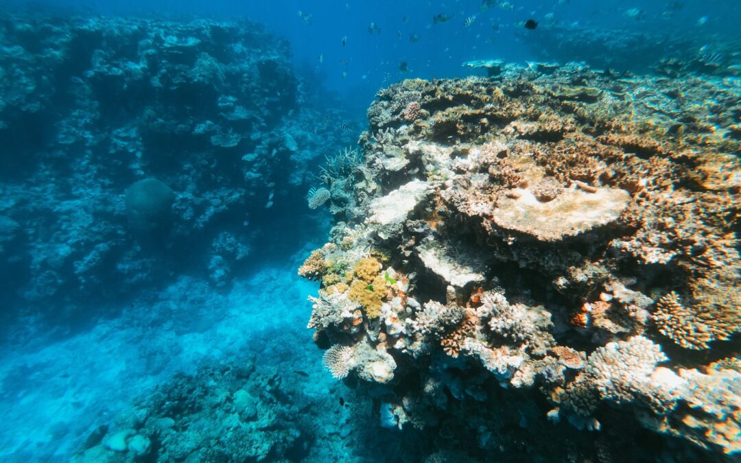 korallensterben_nur_die_weichen_bleiben