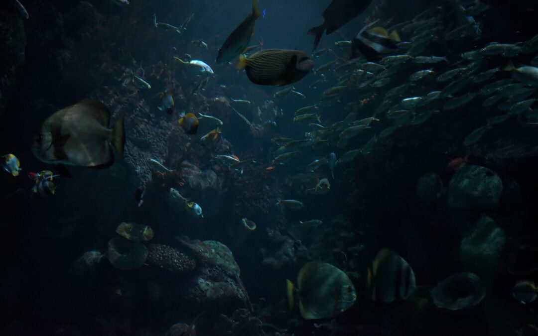 so_tarnen_sich_fische_in_der_finsteren_tiefsee