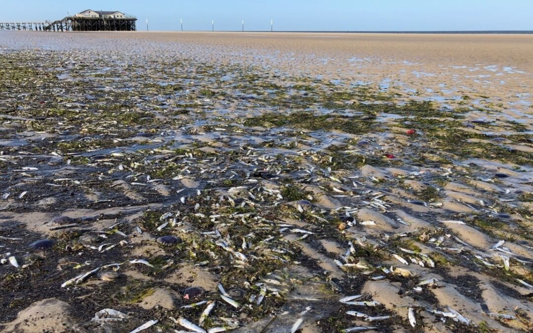 Fischsterben_in_der_Nordsee