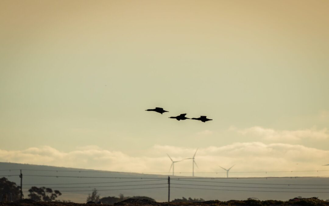 Umleitung_fuer_zugvoegel
