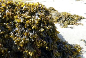 Eine große Menge Seetang liegt vor der Küste Galways