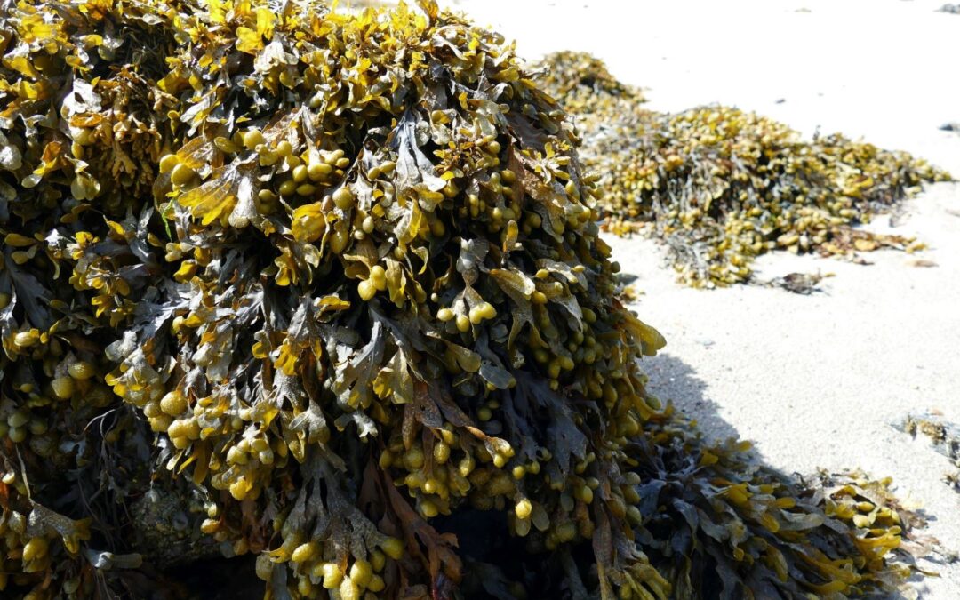 Galway_Seetang_Amalia_Klein_kleiner