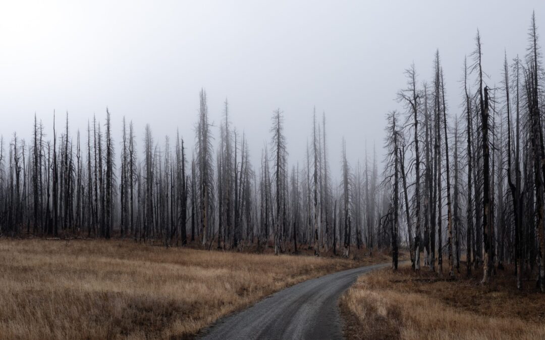 montreal_cop15_weltnaturabkommen