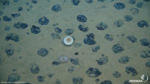 Viele schwarze Manganknollen liegen auf dem Meeresboden, zwei Quallen schwimmen über sie hinweg