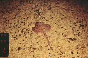 A Pluto skate found on iron-stained sand bottom with manganese nodules