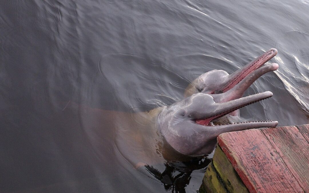 Flussdelfine_Auch_Wikimedia_