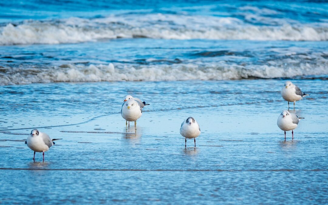 Möwen_Ostsee_MandrillArt_Pixabay