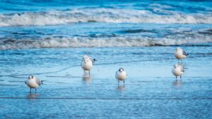 Fünf Möwen stehen im seichten Wasser an einem Strand der Ostsee.