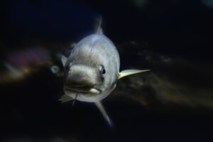 Ein Dorsch schwimmt im dunklen Wasser frontal auf einen zu